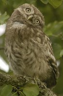 Chevêche d'Athéna - Athene noctua - Little Owl
